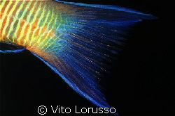 Fishs (detail) - Thalassoma pavo (female) by Vito Lorusso 